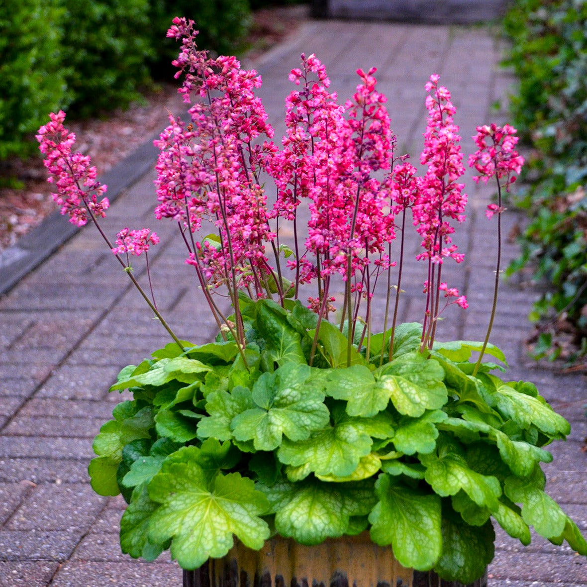 Heuchera 'Timeless Glow' PPAF Coral Bells - Qt.