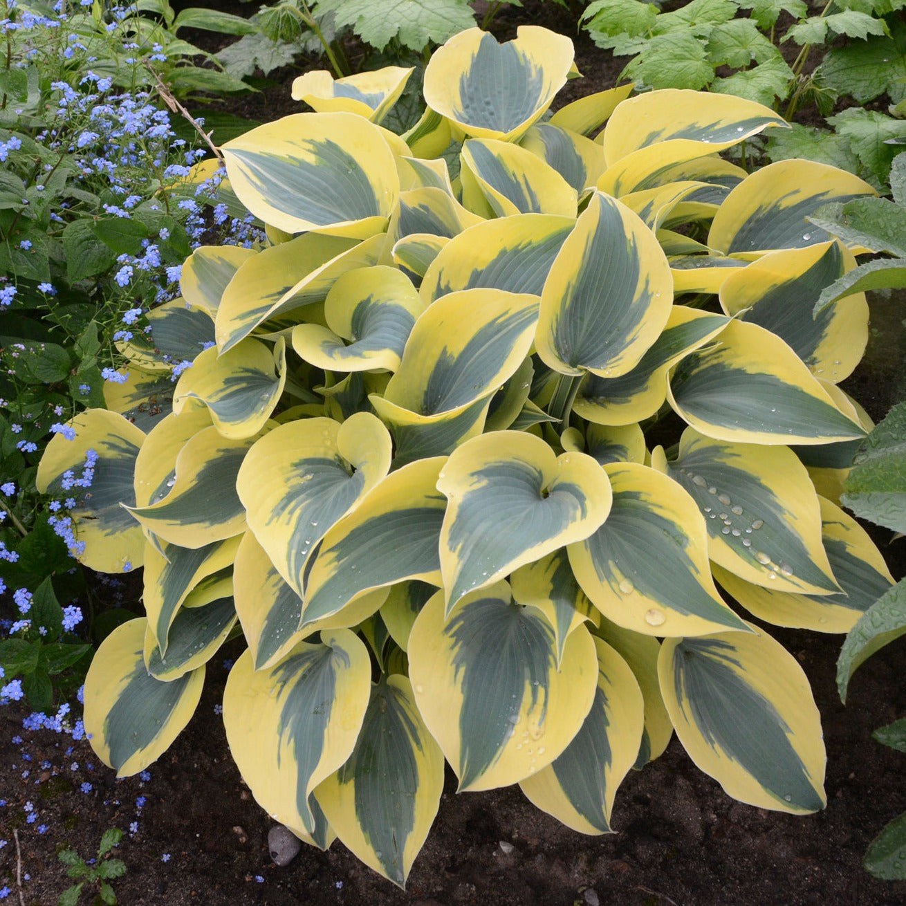 Hosta Shadowland ® Series 'Autumn Frost' PP23224 PW® - #1