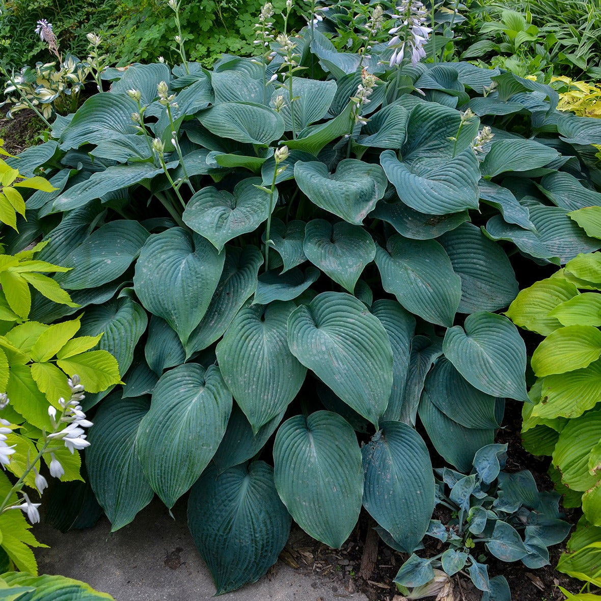 Hosta 'Blue Angel' - #1