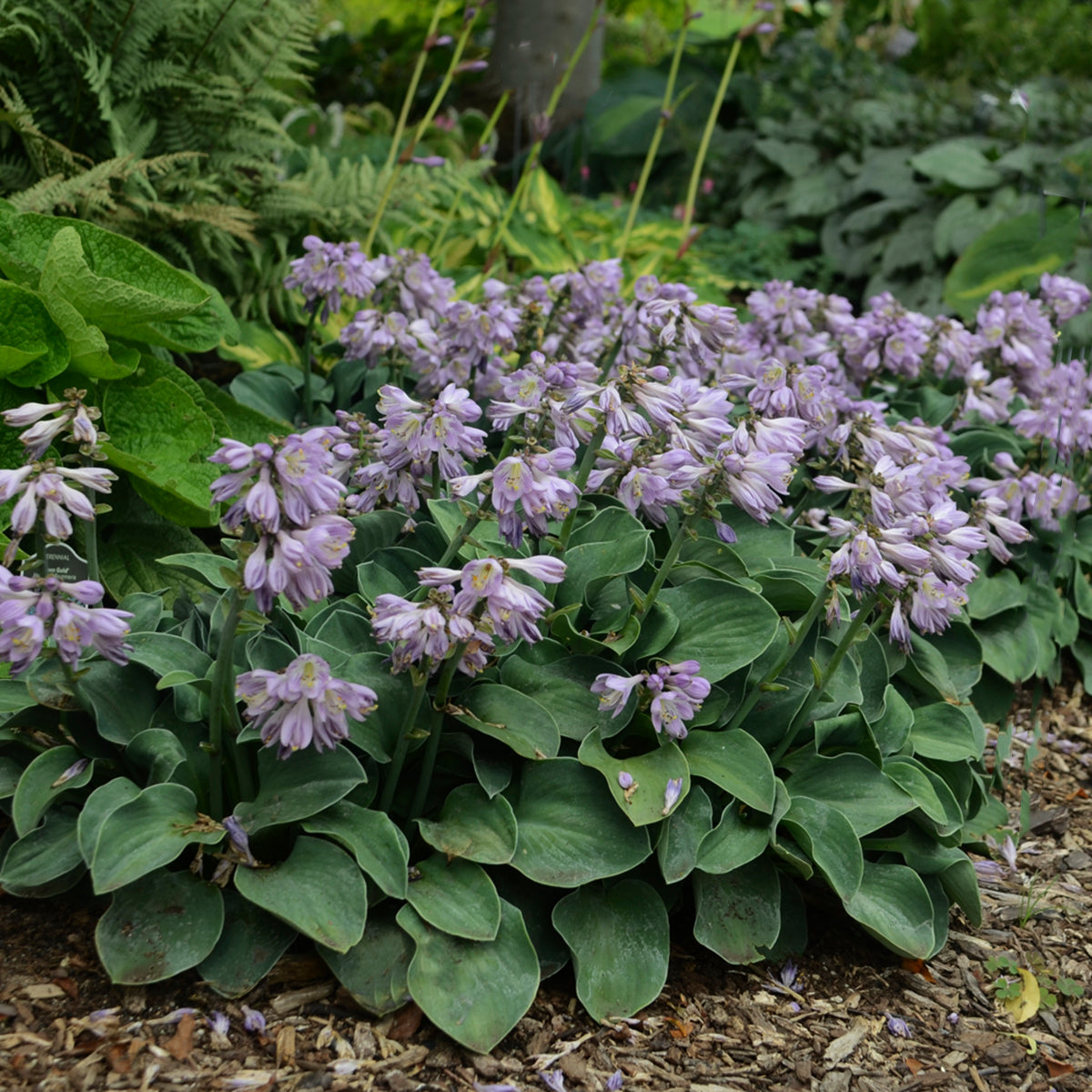 Hosta 'Blue Mouse Ears' - Qt.