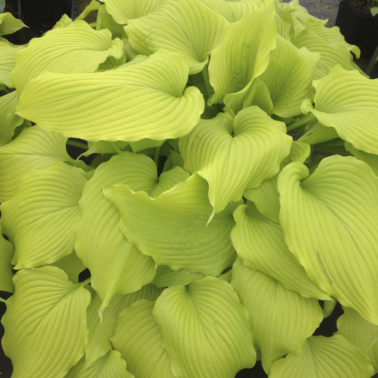 Hosta 'Dancing Queen' - #1