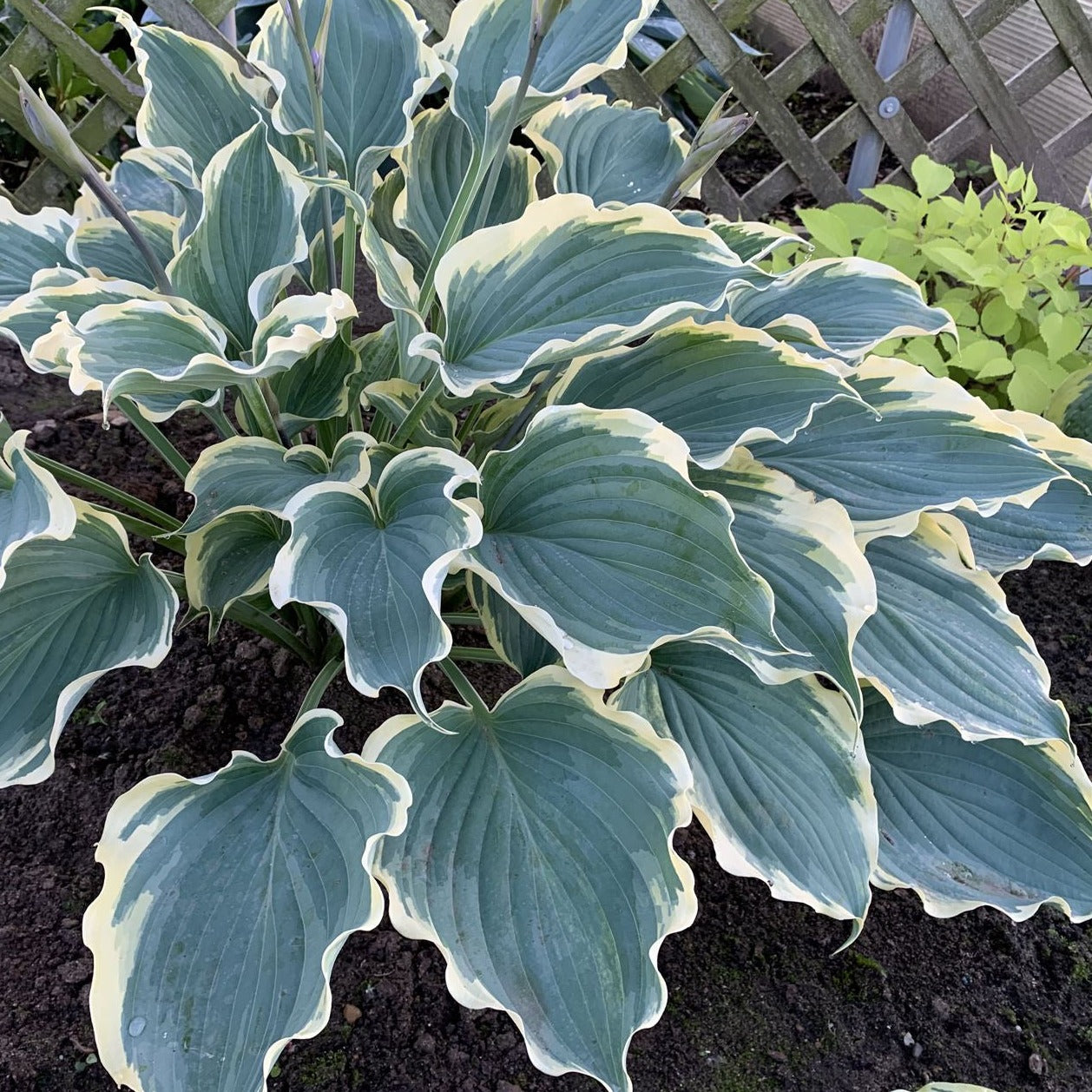 Hosta Shadowland ® Series 'Hope Springs Eternal' PP33266 PW® - #1