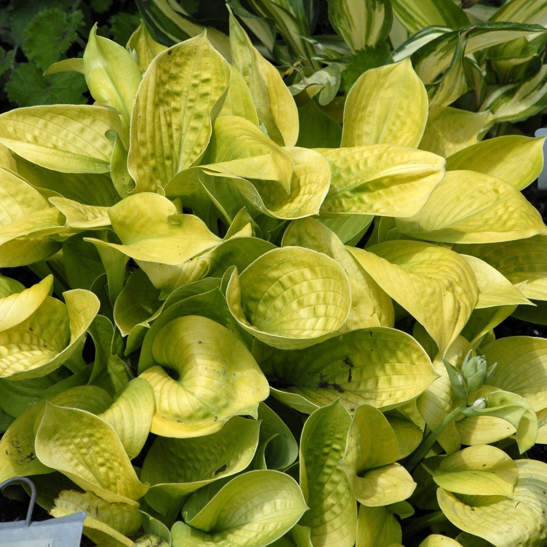 Hosta 'Maui Buttercups' - Qt.