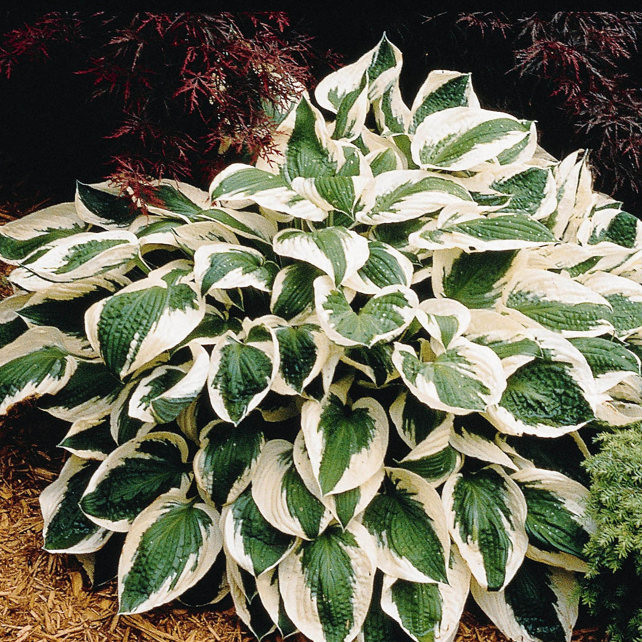 Hosta 'Patriot' - #1