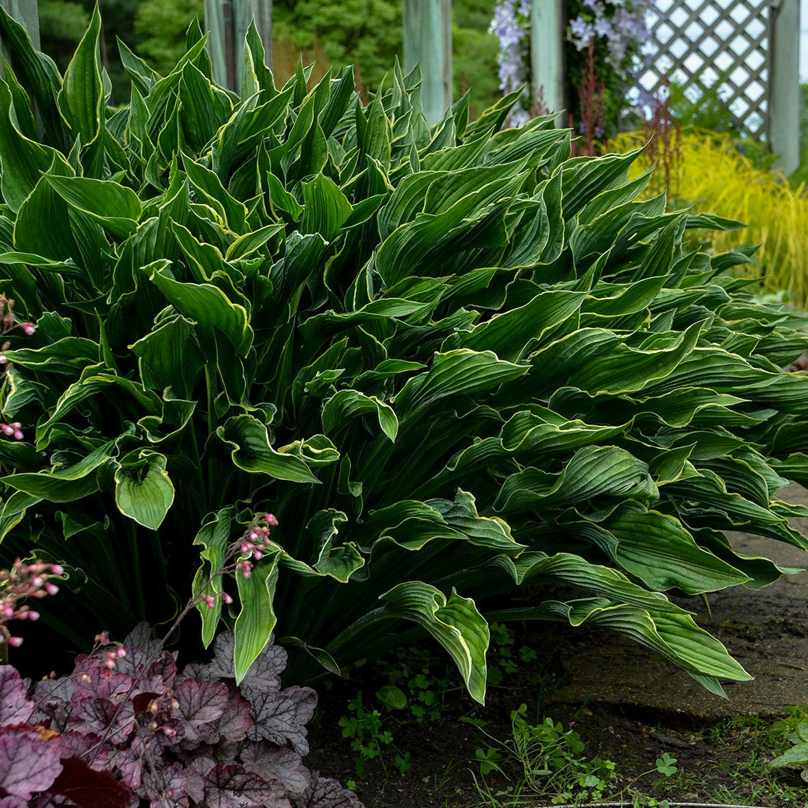 Hosta 'Praying Hands' - Qt.