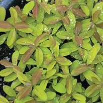 Hypericum calycinum 'Brigadoon' - Qt.