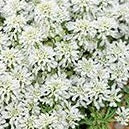 Iberis sempervirens 'Snow Cone' Candytuft - Qt.