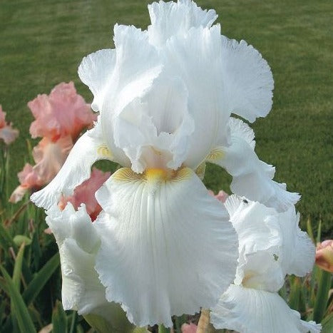 Iris germanica 'Immortality' - #1