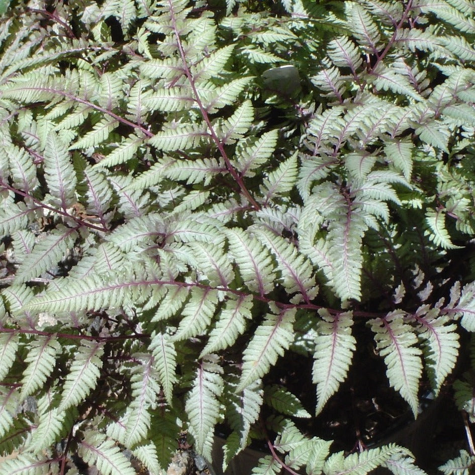 Fern: Athyrium niponicum 'Pictum'  Japanese Painted Fern - Qt.