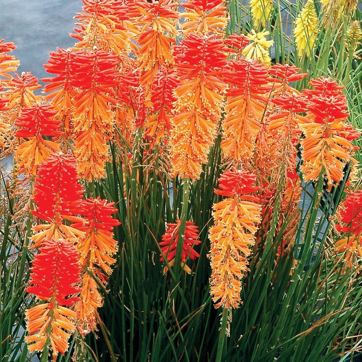 Kniphofia Poco Series 'Sunset' PP28464 Dwarf Red Hot Poker - #1