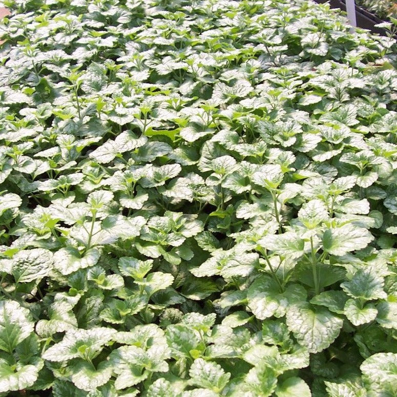 Lamiastrum galeobdolon 'Variegatum' - 4"R