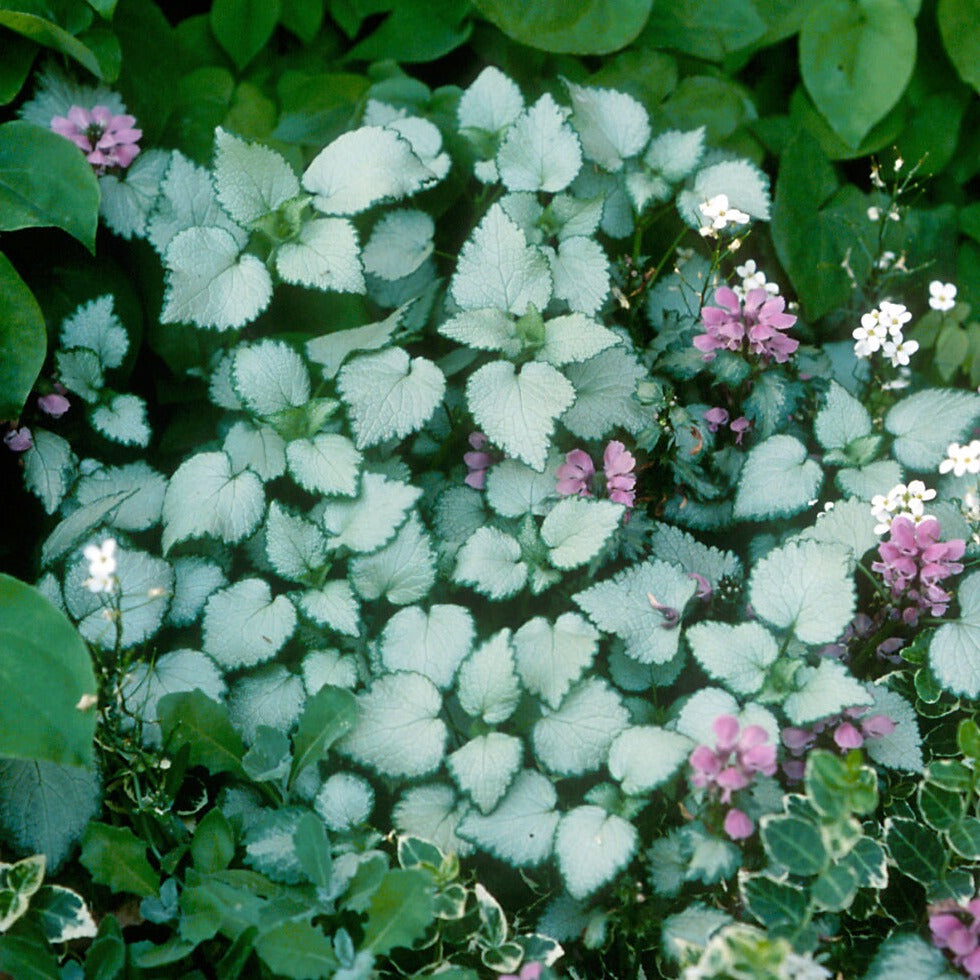 Lamium maculatum 'Beacon Silver' - #1