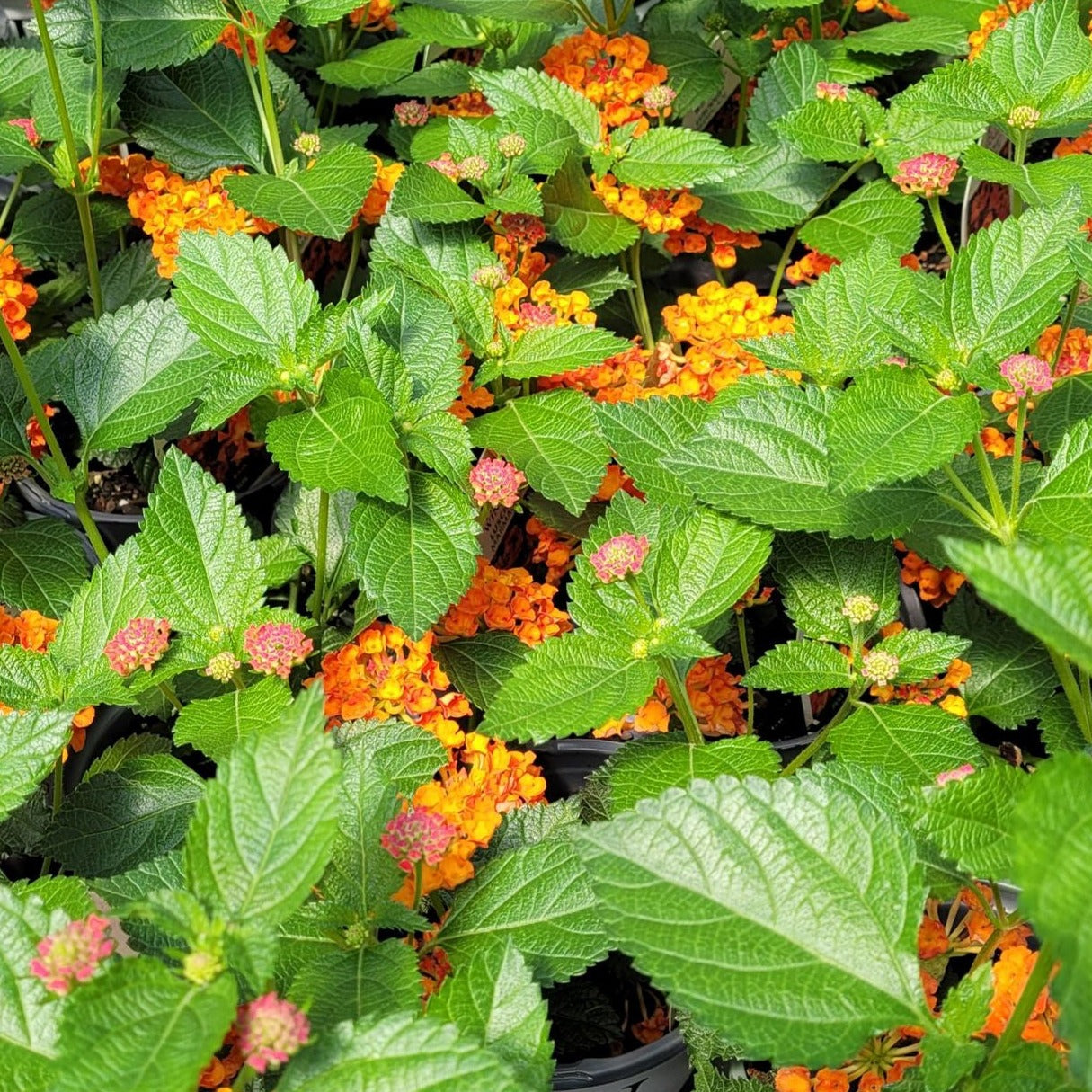 Lantana 'Luscious® Marmalade' PP27378 PW® - Qt.