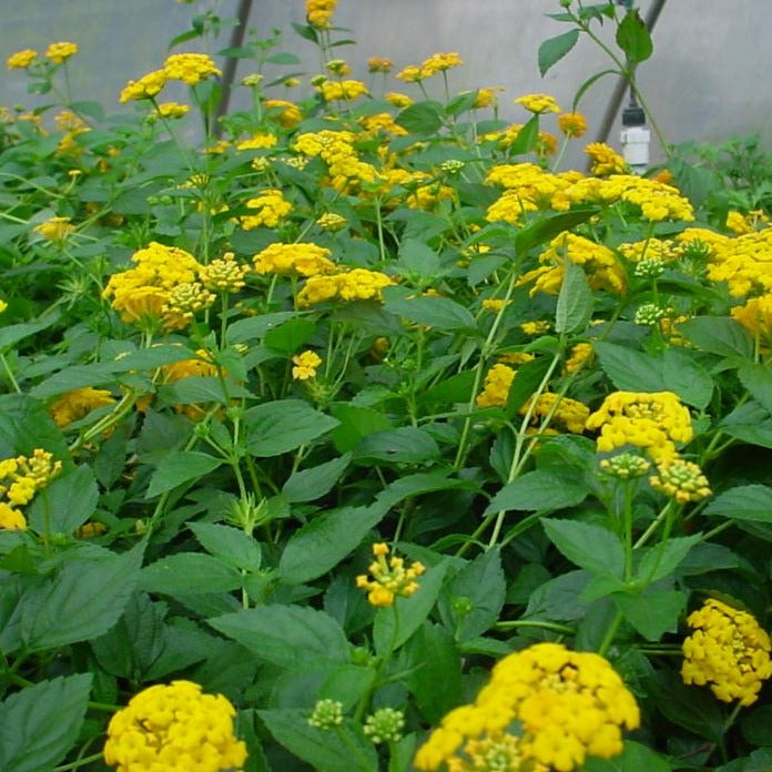 Lantana x 'New Gold' - #1