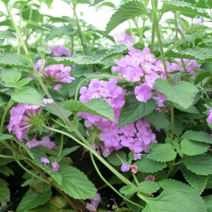 trailing lavender lantana plant Lantana montevidensis 'Trailing Purple'