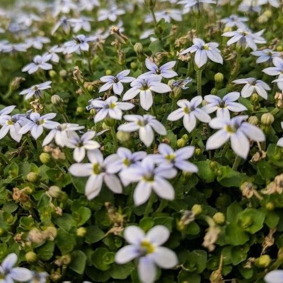 Laurentia fluviatilis Blue Star Creeper - 4.5"