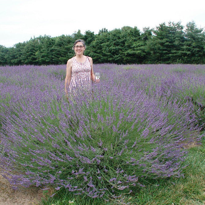 Lavandula x intermedia 'Phenomenal' PP24193 French Lavender - #1
