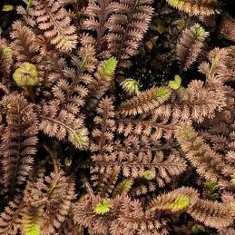 Leptinella squalida 'Platt's Black' Black Brass Buttons - 4.5"