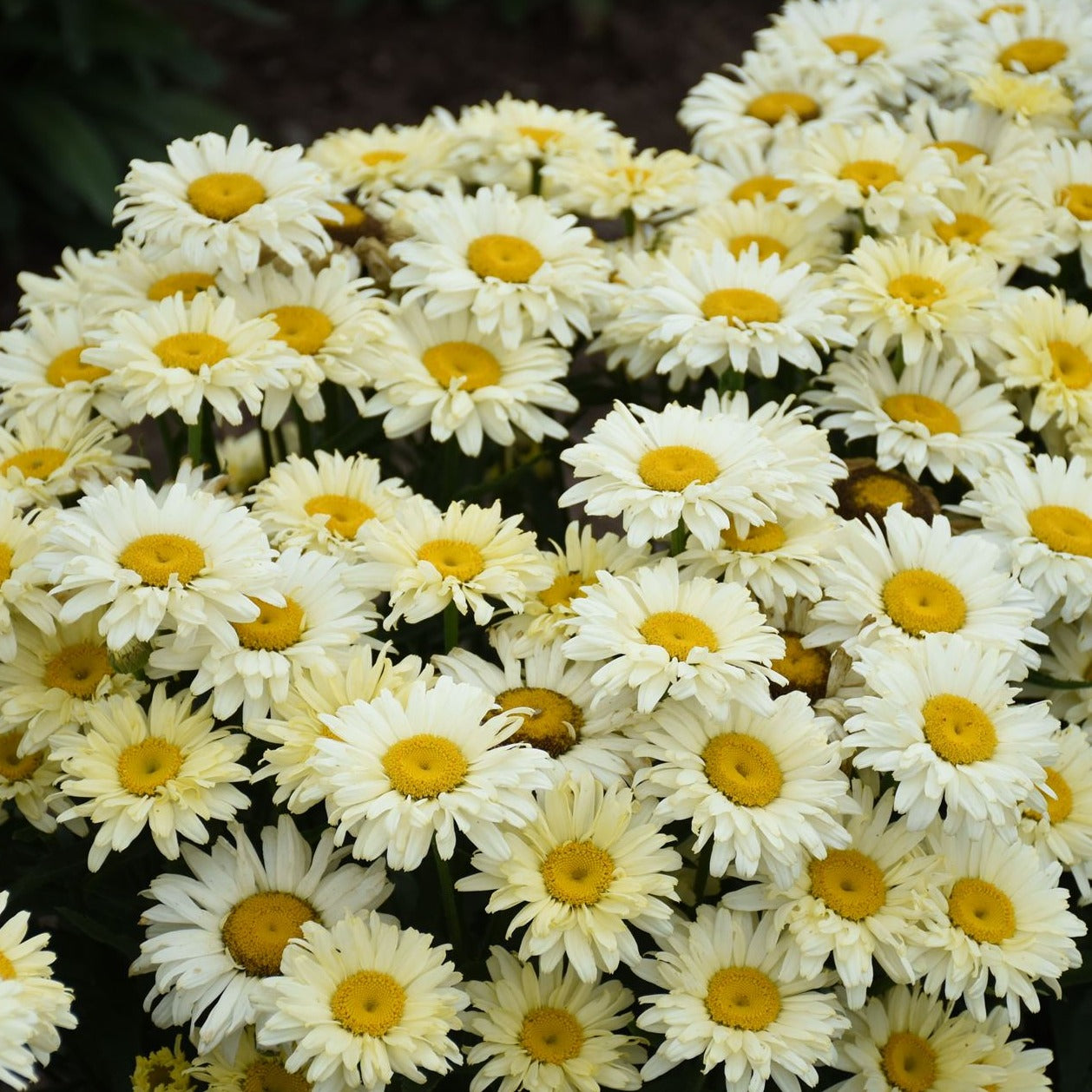 Leucanthemum x superbum Amazing Daisies™ Banana Cream II PP33851 PW® Shasta Daisy - #1