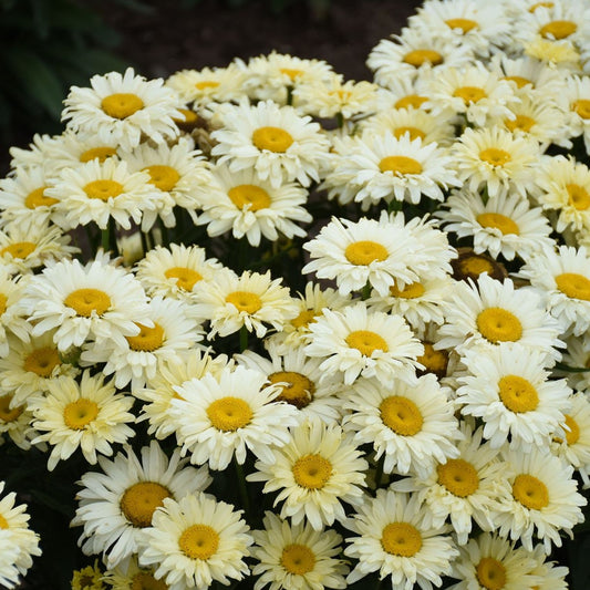 Leucanthemum x superbum Amazing Daisies™ Banana Cream II PP33851 PW®  Shasta Daisy - #1