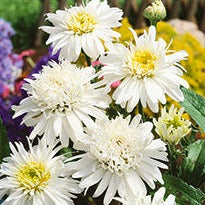 Leucanthemum 'Lancaster® Double Angel Daisy'® Shasta Daisy - Qt.