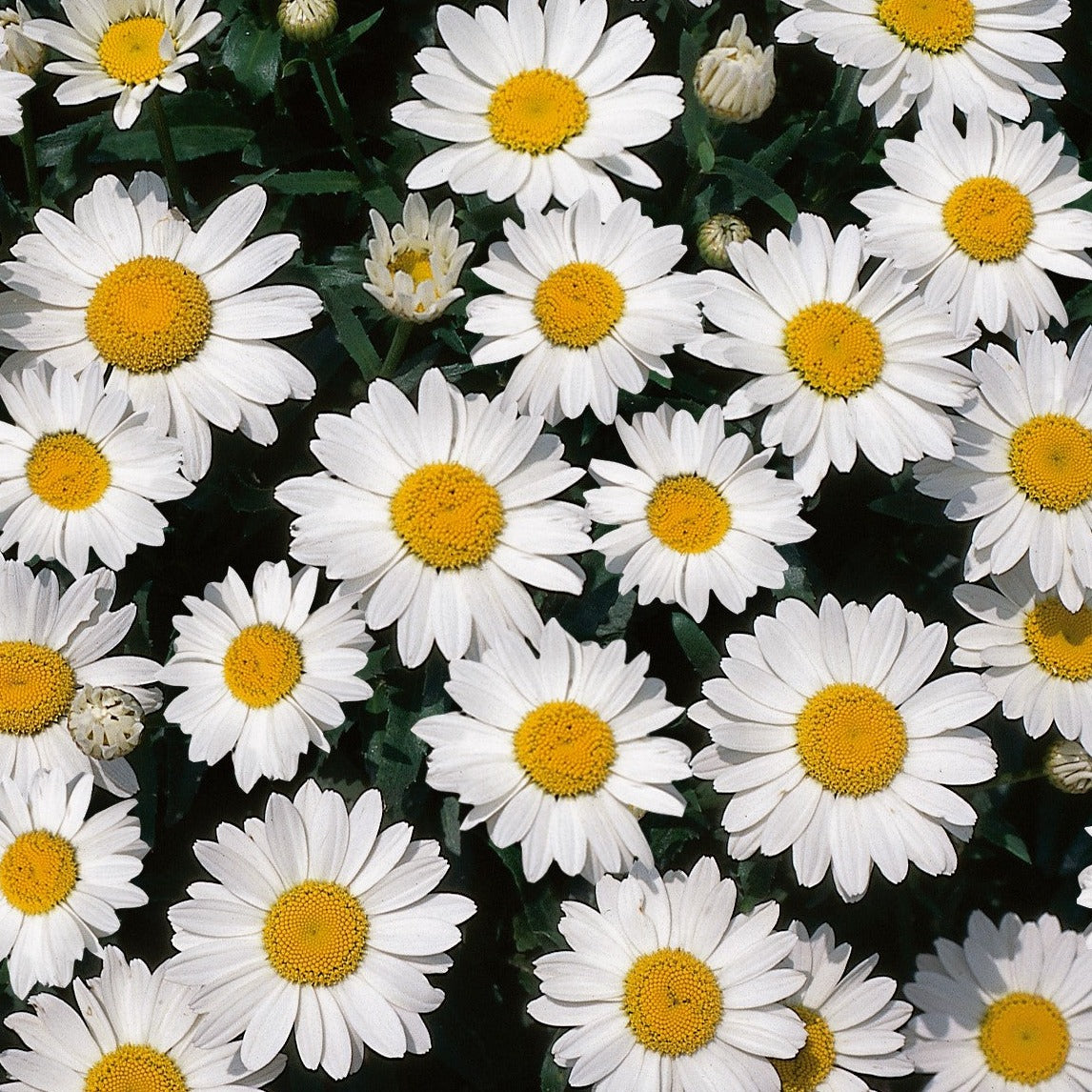 Leucanthemum x superbum 'Snow Cap' Shasta Daisy - Qt.
