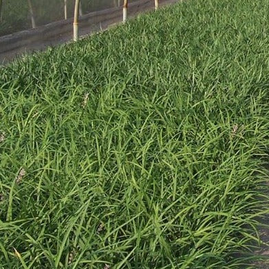 Liriope muscari 'Big Blue' - 3.5"