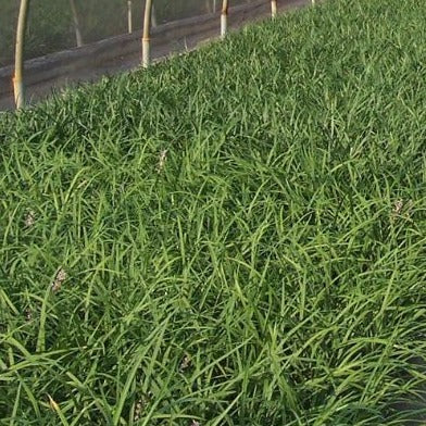 Liriope muscari 'Big Blue' - #1
