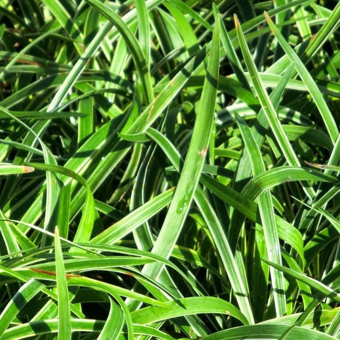 Liriope muscari 'Variegata' Variegated Liriope - #1
