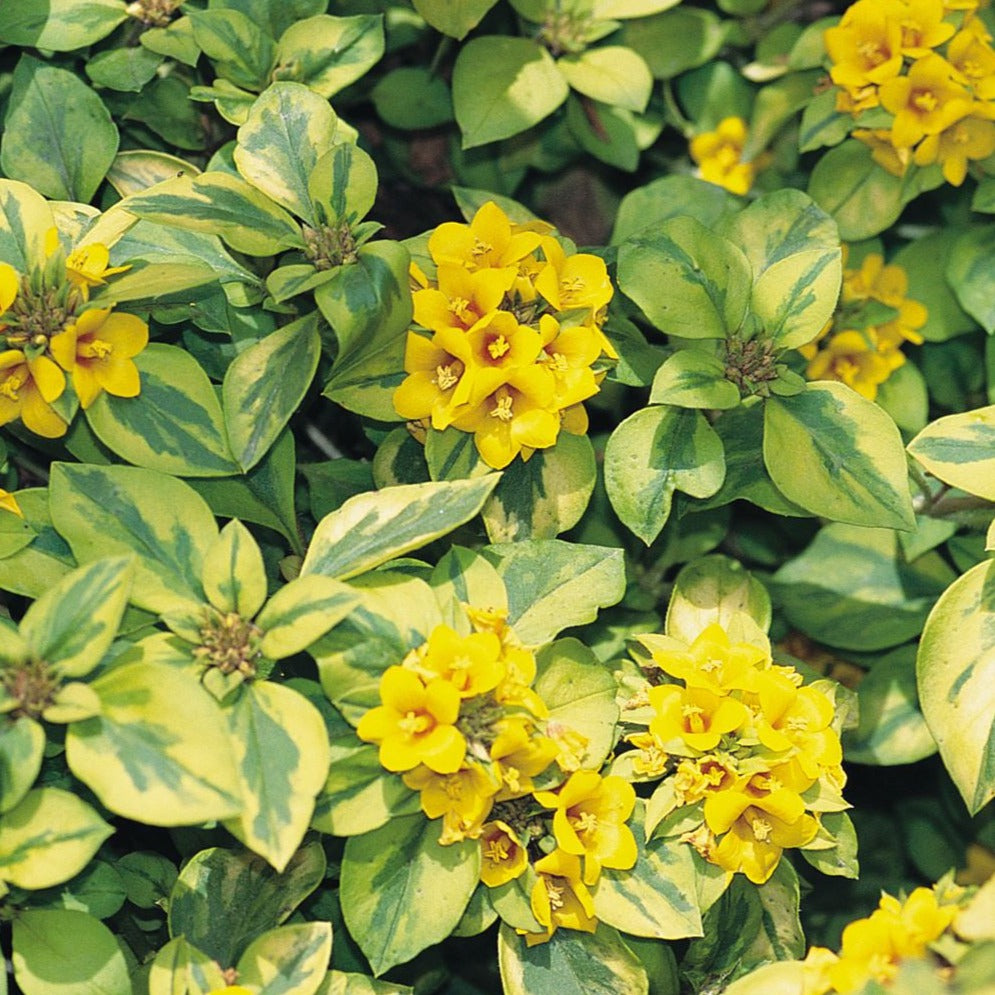 Lysimachia congestiflora 'Waikiki Sunset' - Qt.