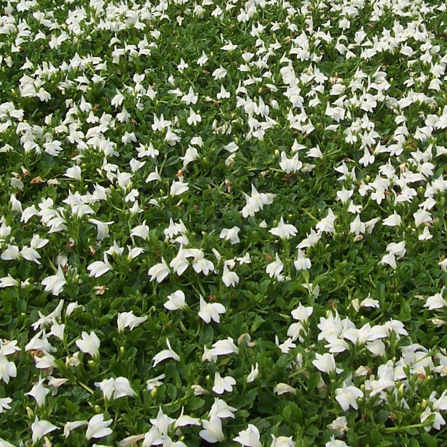 Mazus reptans 'Albus' (white) - 4.5"