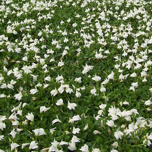 Mazus reptans 'Albus' (white) - 4.5"