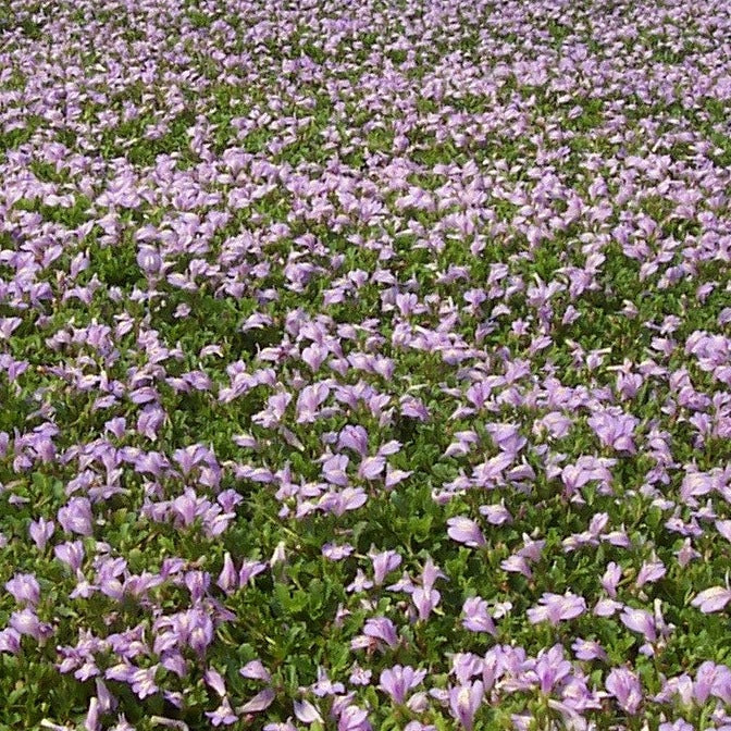 Mazus reptans (blue) - 4.5"