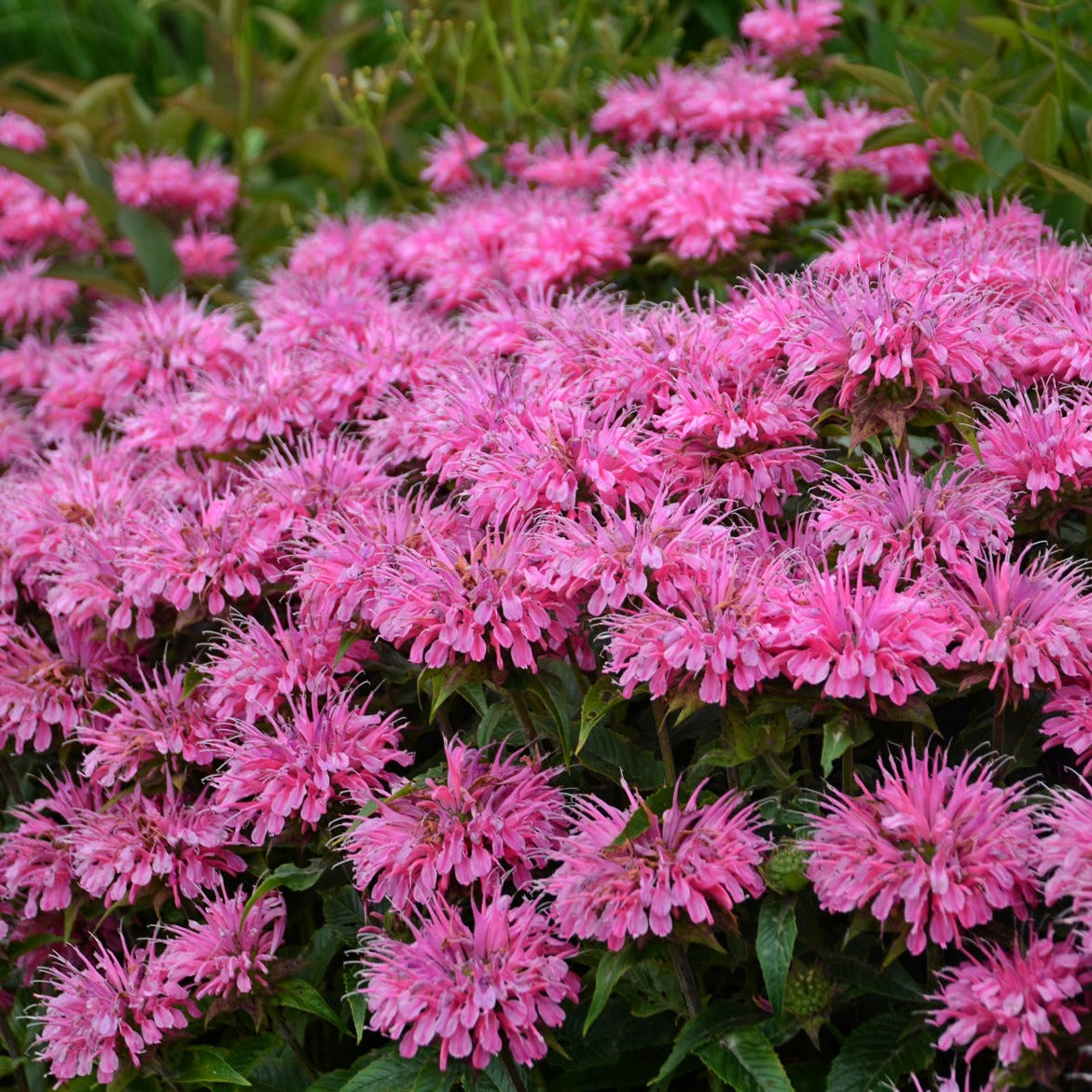 Monarda Sugar Buzz® 'Bubblegum Blast' PP27497 Beebalm - #1