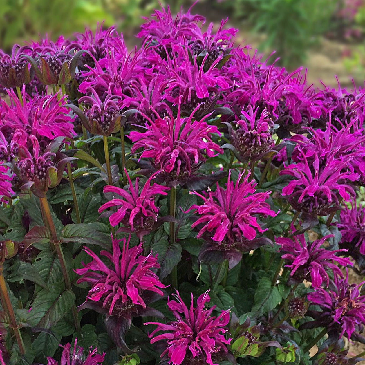Monarda Sugar Buzz® 'Rockin' Raspberry' PP28752 Beebalm - #1