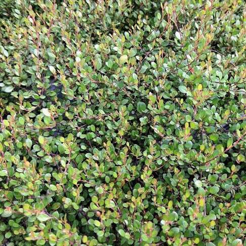 Muehlenbeckia 'Nana'  Little Leaf Wirevine - 4.5"