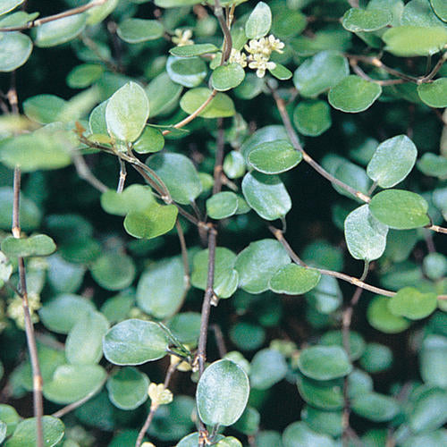 Muehlenbeckia axillaris  Creeping Wirevine - 4.5"