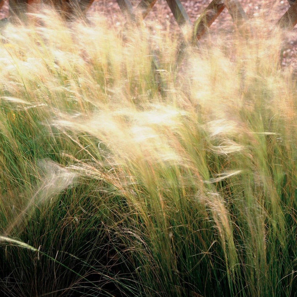 Grass: Nassella (Stipa) tenuissima 'Pony Tails' Mexican Feather Grass - Qt.