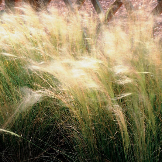 Grass: Nassella (Stipa) tenuissima 'Pony Tails'  Mexican Feather Grass - Qt.