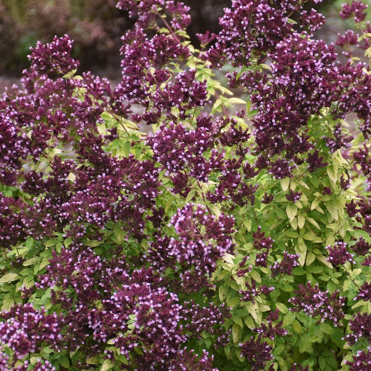 Origanum 'Drops of Jupiter' PP33367 PW® - #1