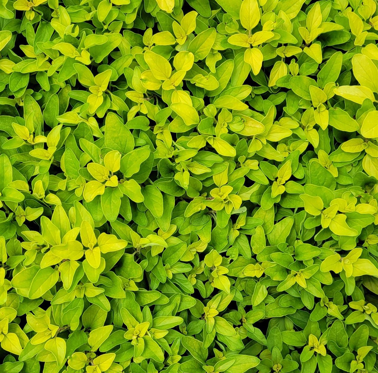 Origanum vulgare 'Aureum' Golden Oregano - 4.5"