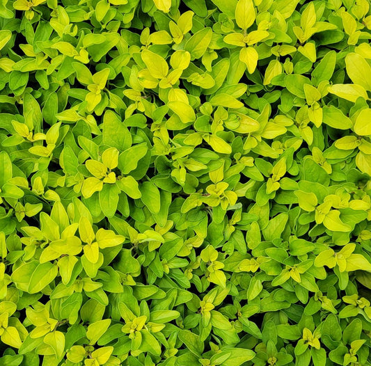 Origanum vulgare 'Aureum'  Golden Oregano - 4.5"