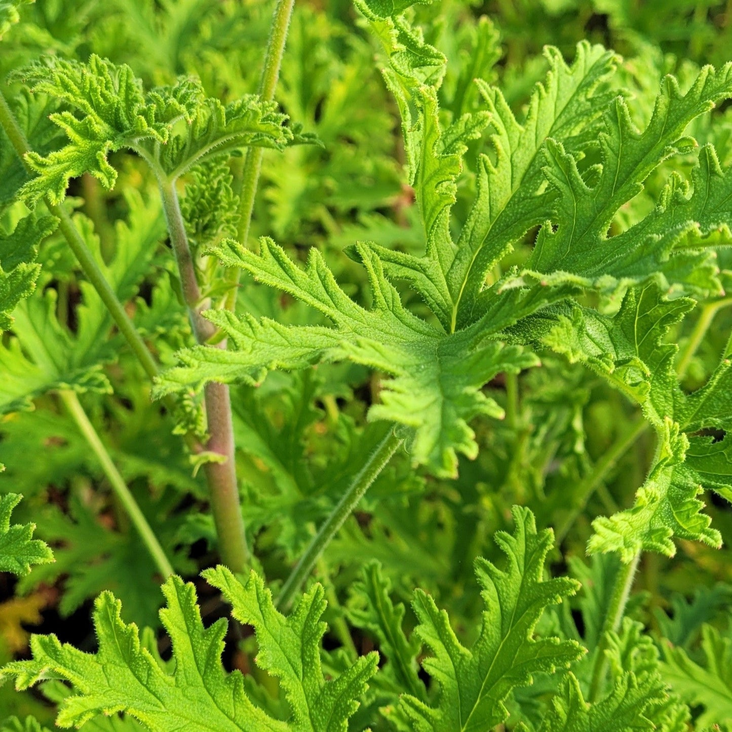 Pelargonium citronella  Mosquito Plant - 6"R