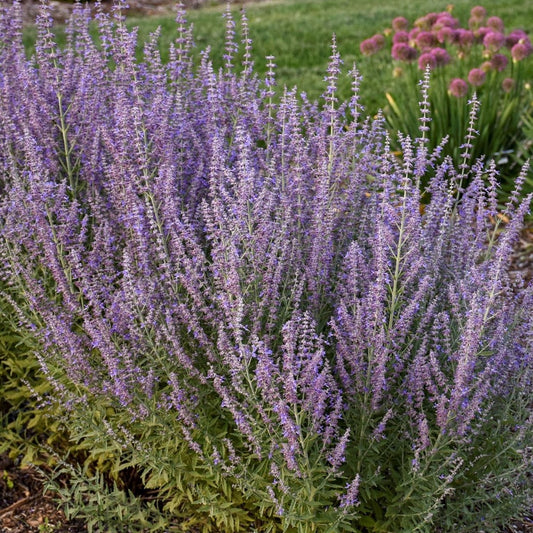 Perovskia atriplicifolia 'Sage Advice' PP33310 PW® Russian Sage - #1