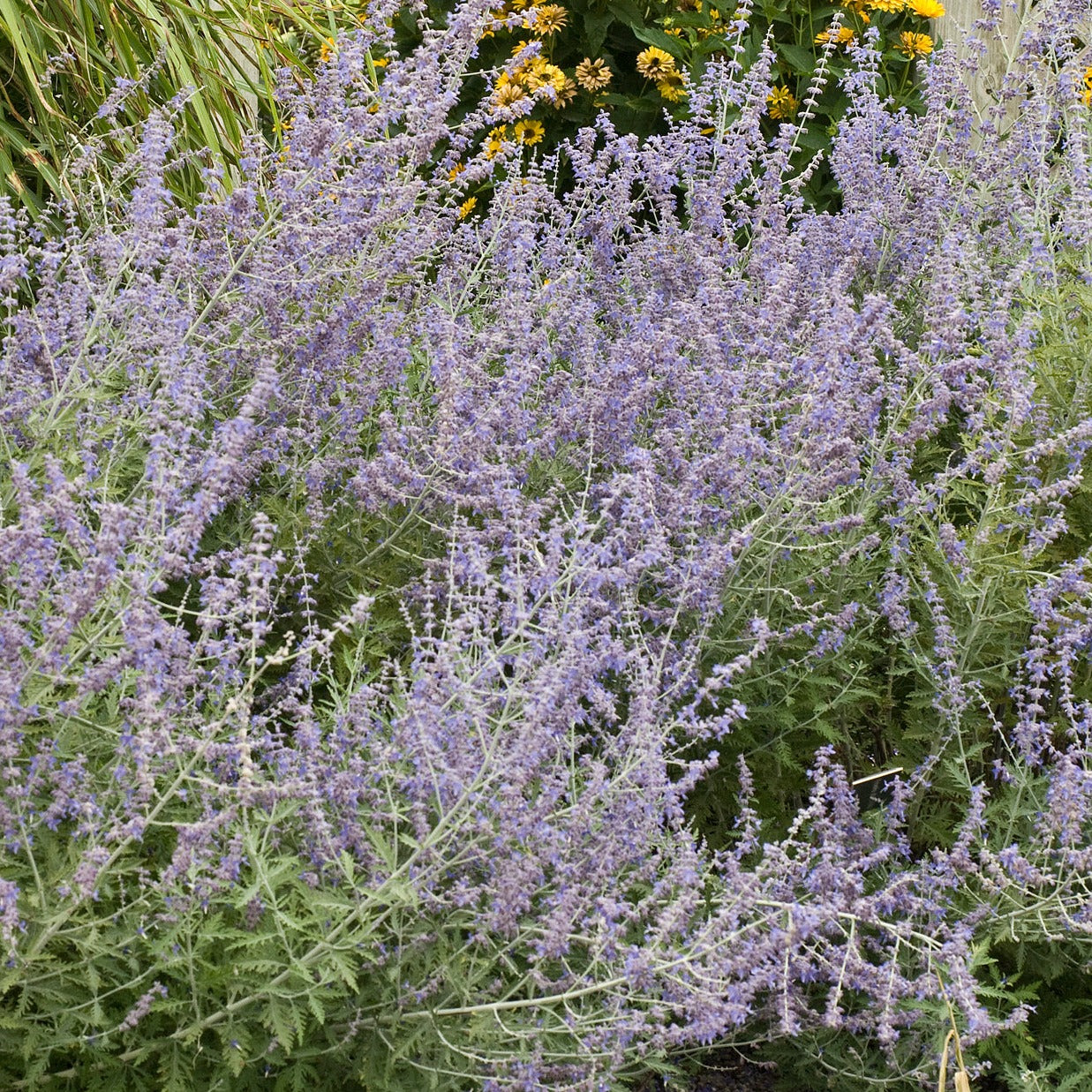 Perovskia atriplicifolia Russian Sage - #1