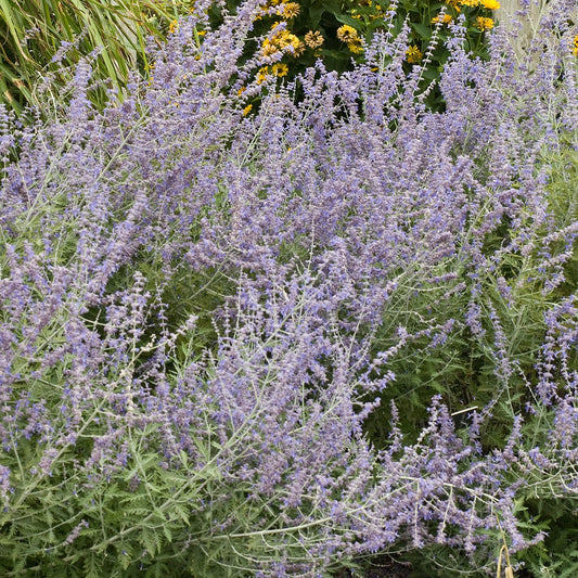 Perovskia atriplicifolia Russian Sage - #1