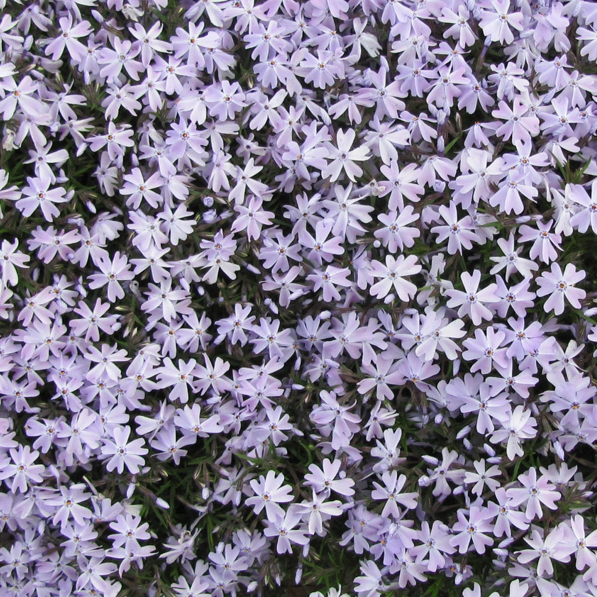 Phlox subulata (blue) - #1