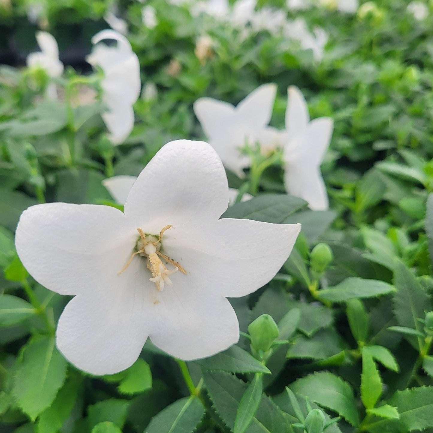 Platycodon grandiflorus 'Pop Star™ White' Balloon Flower - Qt.