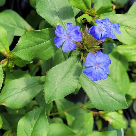 Ceratostigma plumbaginoides  Plumbago - 4"R