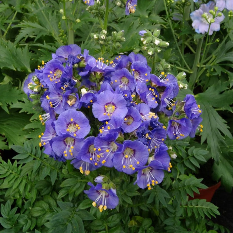 Polemonium boreale 'Heavenly Habit' Jacob's Ladder - Qt.